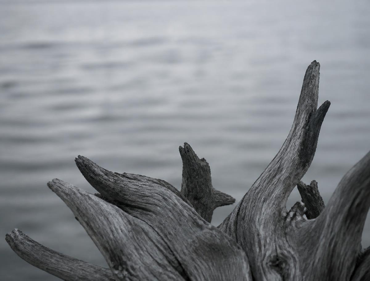 Weathered driftwood against out-of-focus water
